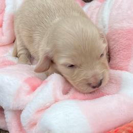 Delilah - Cream female Dachshund puppy in Paris, Texas from Michel Creek Kennel
