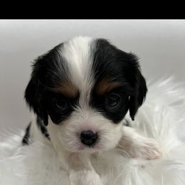 Cavalier King Charles Spaniel Puppies from Beverlywood Cavaliers