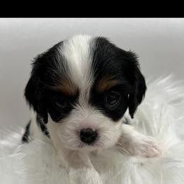 Cavalier King Charles Spaniel Puppies from Beverlywood Cavaliers