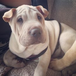 Chinese Shar-Pei Puppies from Polka Pei Chinese Shar Pei
