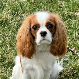 Callie - Cavalier King Charles Spaniel