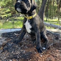 Sirius - Brindle female Boxer puppy in Marion, Montana from Serendipity's European Boxers
