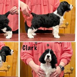 Clark - Black and white male English Springer Spaniel puppy in Baxter, Minnesota from Timberwood English Springer Spaniels
