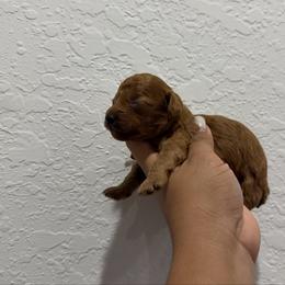 Atlas - Red  male Poodle puppy in Miami, Florida from Poodles 4 Life