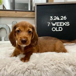 Woody - Red male Dachshund puppy in Goodyear, Arizona from AZ Low Life Doxies