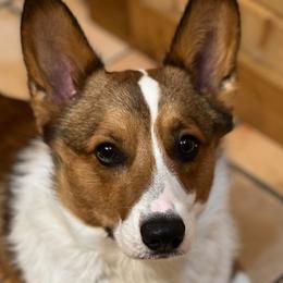 Pembroke Welsh Corgis from Noel Farms