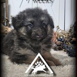 Rylie - Blue female German Shepherd puppy in Sequim, Washington from German Shepherd Haus