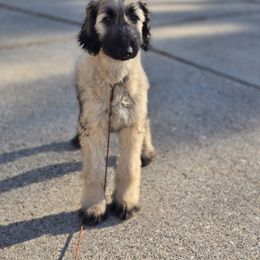 Afghan Hound Puppies from Lenore Light