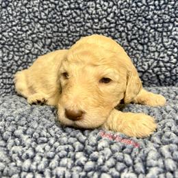 Goldendoodle and Poodle Puppies from SnickerDoodlePups