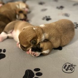 Pembroke Welsh Corgi Puppies from West Coast Corgi
