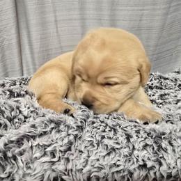 Yellow Male 1 - Yellow male Labrador Retriever puppy in Conway, Missouri from Patton's Triple Pine Farm