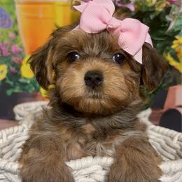 Protea - Red sable female Havanese puppy in Clermont, Florida from Country Sweet Havanese and Creative Coaching