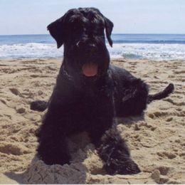 Giant Schnauzers from Clear Days Giant Schnauzers