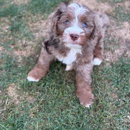 Malarkey - Chocolate merle male Bernedoodle puppy in Hillsboro, Oregon from Myt fine doodles