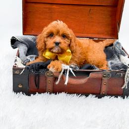 Summer - Red female Cavapoo puppy in North Carolina from NC Doodle Puppies