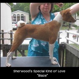 Basenji All Grown Up from Sherwood Basenjis