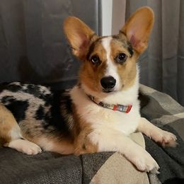 American Corgis and Pembroke Welsh Corgis from Faith Farm