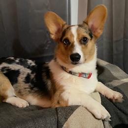 American Corgis and Pembroke Welsh Corgis from Faith Farm
