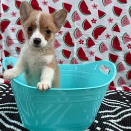 Squirtle - Red male Pembroke Welsh Corgi puppy in Moore, South Carolina from Chaotic Corgi’s