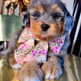 Pale pink - Merle female Bernedoodle puppy in Curtice, Ohio from The Pink Doghouse