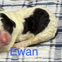 Ewan - Parti male Poodle puppy in Chesapeake, Virginia from Doodle-Cove