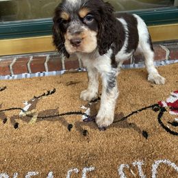 English Springer Spaniel Puppies from Sweet Southern Spaniels