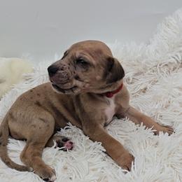 Barrel - Merle female Great Dane puppy in Caldwell, Idaho from Miner's Dynamic Danes