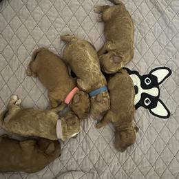 Goldendoodles from Doodles of Cedar Creek Farm