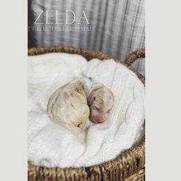 Goldendoodle Puppies from MAGNOLIA FARM DOODLES