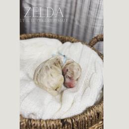 Goldendoodle Puppies from MAGNOLIA FARM DOODLES
