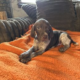Red Collar - Liver roan male German Shorthaired Pointer puppy in Covington, Georgia from Peters Built Pointers