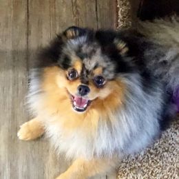 Max - Pomeranian