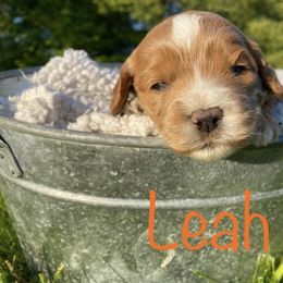 Bernedoodle, Cockapoo, and German Shorthaired Pointer Puppies from Filipiak Breeders