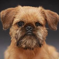 Quinn - Brussels Griffon