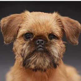 Quinn - Brussels Griffon