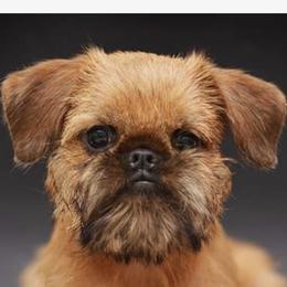 Quinn - Brussels Griffon
