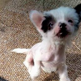 Betty Boopsie - White female Chinese Crested puppy in Elizabethtown, Kentucky from Sakkarra Chinese Crested Dogs and Art