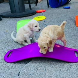 Goldendoodle Puppies from Diamond-Doodles