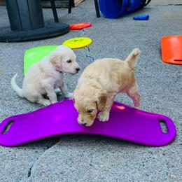 Goldendoodle Puppies from Diamond-Doodles