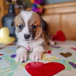 Miss Hannah - Red female Pembroke Welsh Corgi puppy in Fortine, Montana from North Star Pembroke Welsh Corgi's