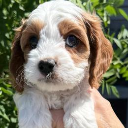 Spike - Blenheim male Cavapoo puppy in Tucson, Arizona from Adored Poodle & Doodles