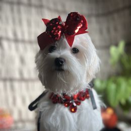 Elara - White and lemon female Maltese puppy in Hesperia, California from House of Poodles