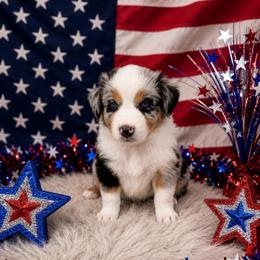 Jewls - Blue merle female Australian Shepherd puppy in Cambridge, Ohio from Solis Performance Horses & Australian Shepherds