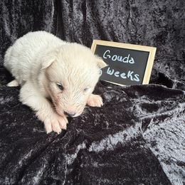 Gouda - White female Siberian Husky puppy in Southampton, New Jersey from First Frost Kennels