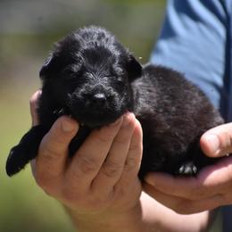 Yellow collar female - Black female German Shepherd puppy in Marianna, Florida from Haus M Godwin