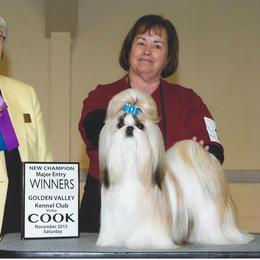 Trevi - Shih Tzu