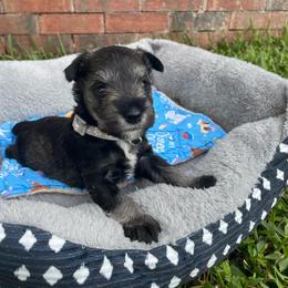 Max gray collar - Salt and pepper male Miniature Schnauzer puppy in Anthony, Florida from Amanda Tragash