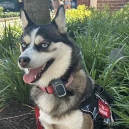 Sapphire - Pomsky