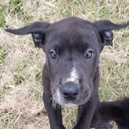 Great Dane Puppies from HCC Great Danes