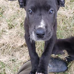 Great Dane Puppies from HCC Great Danes